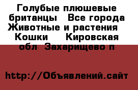 Голубые плюшевые британцы - Все города Животные и растения » Кошки   . Кировская обл.,Захарищево п.